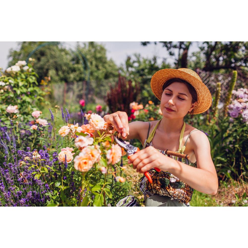 What To Grow This Summer