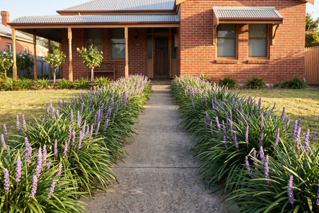 Big Blue liriope in violet flower massed along both sides of a front path