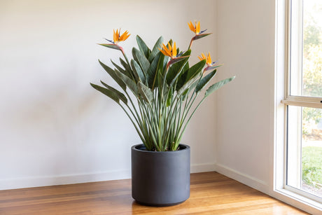 Bird of paradise with orange and blue flowers in a pot in a bright living room corner