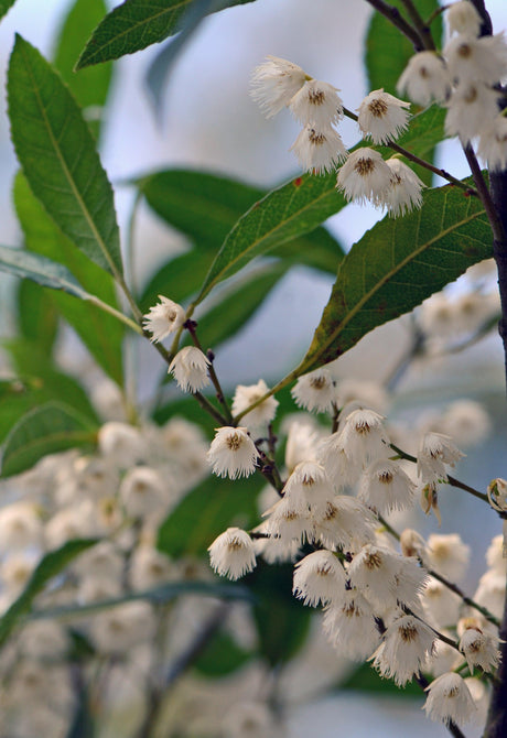 Blueberry Ash: A Stunning Evergreen Tree for Your Landscape - Brisbane Plant Nursery