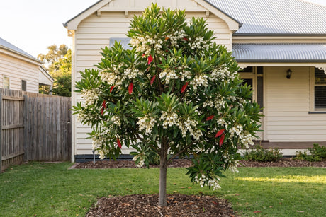 Blueberry ash tree in white spring flower in an Australian front garden