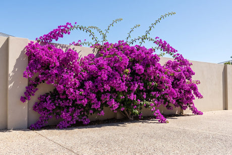 Bougainvillea covered in purple-magenta bracts spilling over a sunny rendered garden wall
