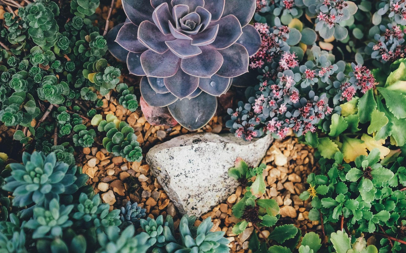 Bring the Outback Home: Elevate Your Garden with Australia's Unique Native Plants - Brisbane Plant Nursery