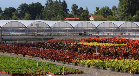 Buy Plants Online Brisbane: The Best Way to Shop for Plants