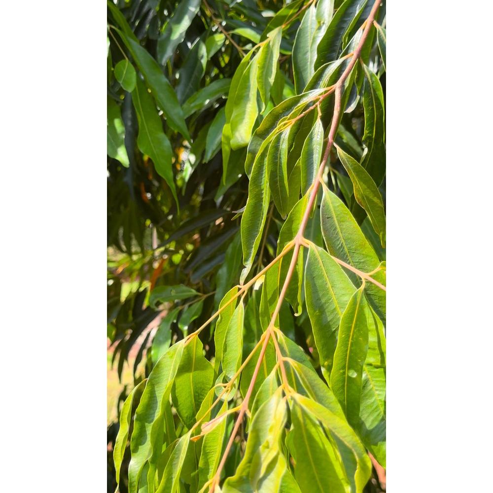 Weeping Lilly Pilly Care Guide: Essential Tips