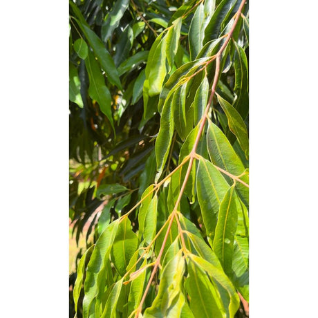 Weeping Lilly Pilly Care Guide: Essential Tips