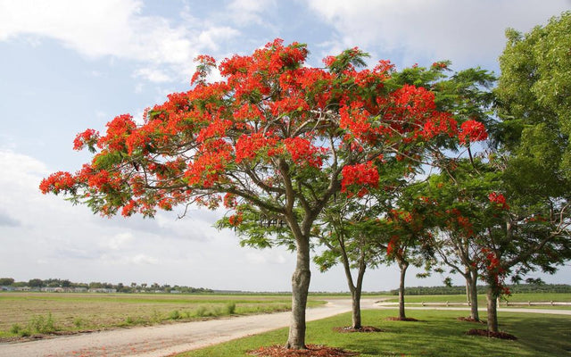 Poinciana (Delonix Regia): Growing It, and the Real Flame Tree