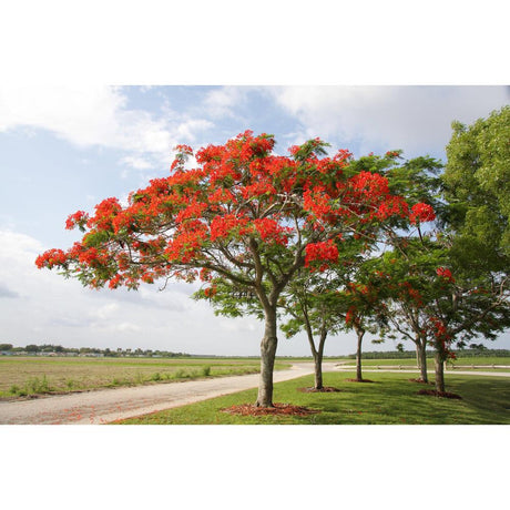 Delonix Regia: Discovering the Iconic Australian Flame Tree