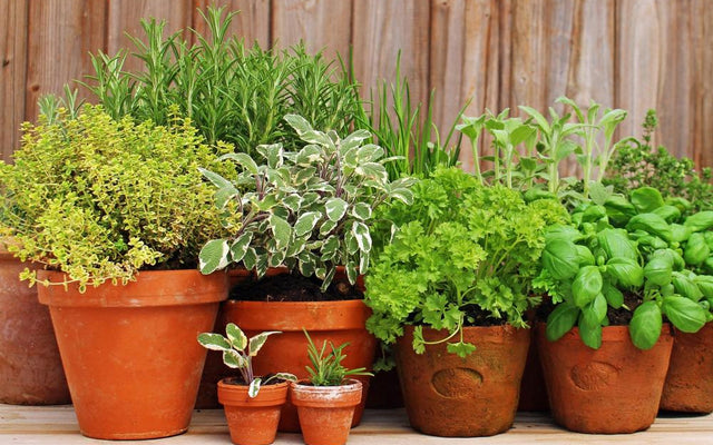 Do Plants Communicate? What the Evidence Actually Shows