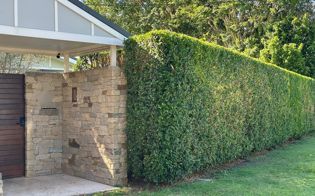 Mock Orange (Murraya) Care: Hedging, Pruning and Varieties
