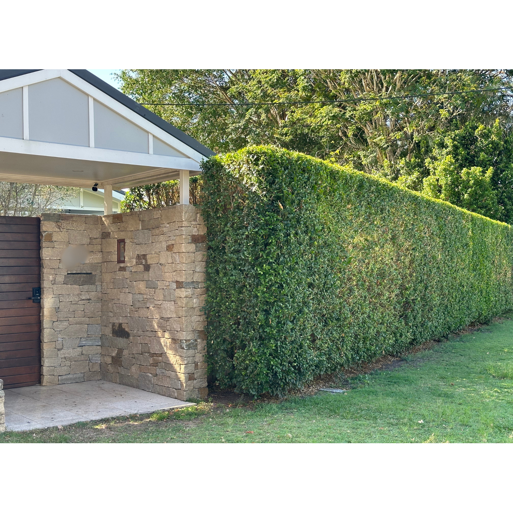 Care Guide: Mock Orange