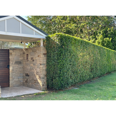 Care Guide: Mock Orange