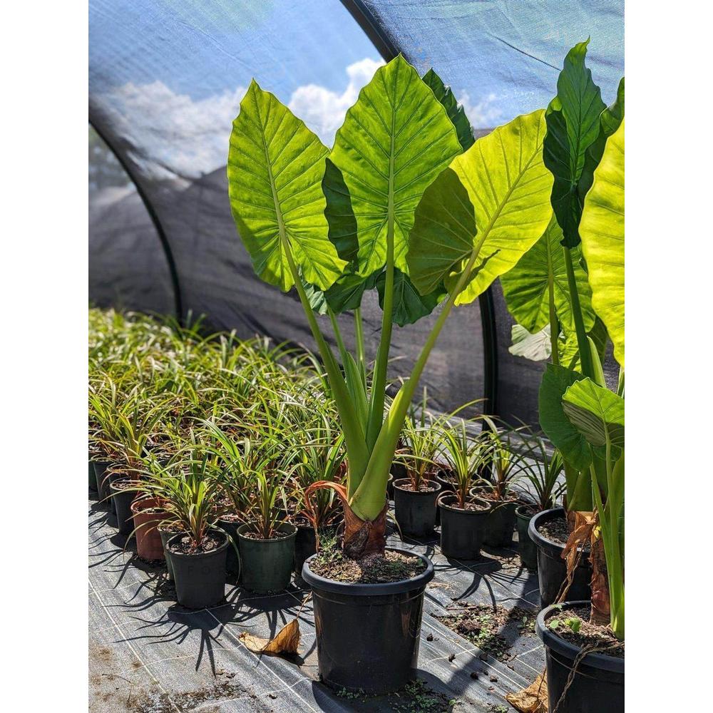 How to Care for Elephant Ear Plants?