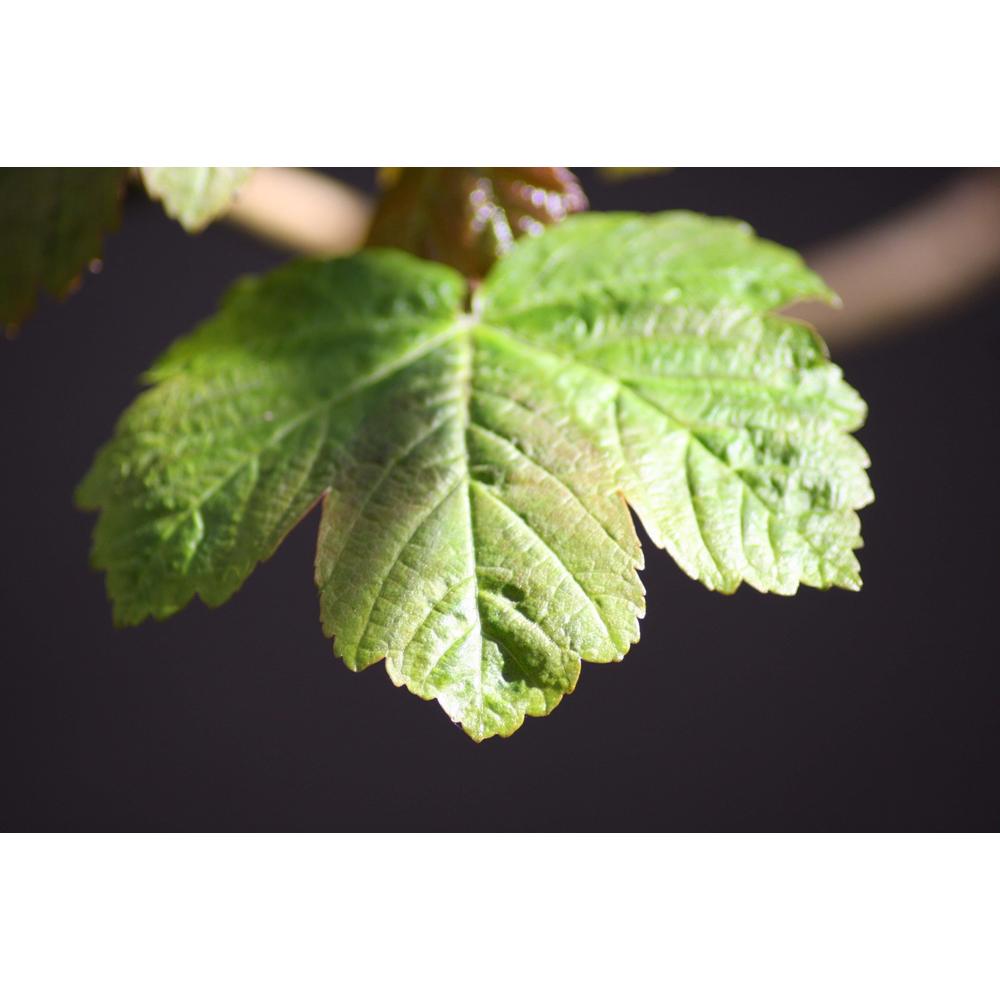 A Comprehensive Guide to Rare Australian Native Plants