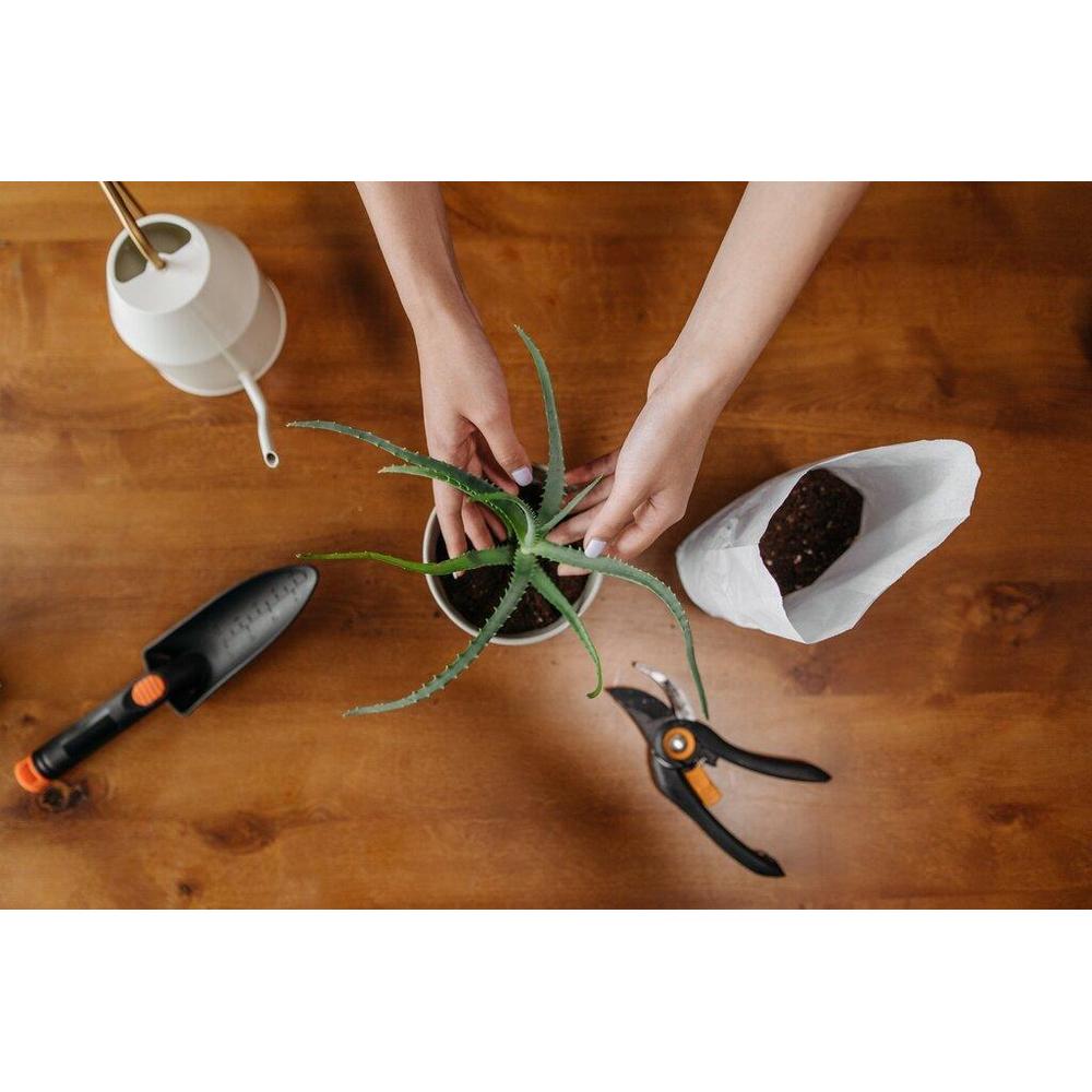 Planting and Care Basics: Success with Your New Garden Plants