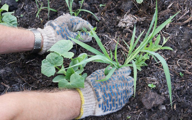 How to Avoid Weeds in Your Garden: Top Tips