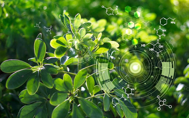 The Science Behind Plant Growth
