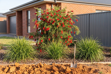 Captain Cook bottlebrush in red flower with lomandra in a mulched bed on heavy orange-brown clay