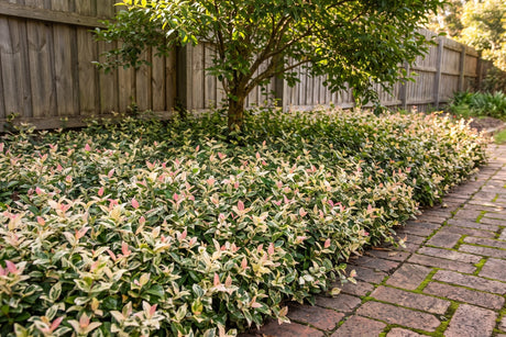 Carpet of variegated star jasmine with cream, green and pink leaves under a tree