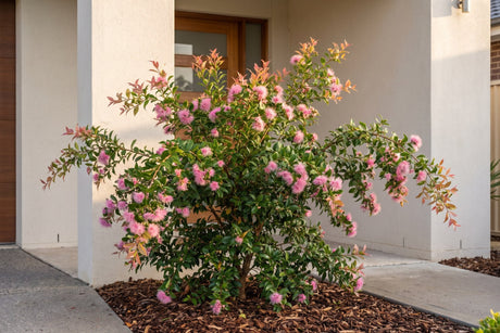 Cascade lilly pilly in pink flower as a weeping feature shrub beside a front entry