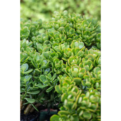 Succulents: Care Tips and Tricks