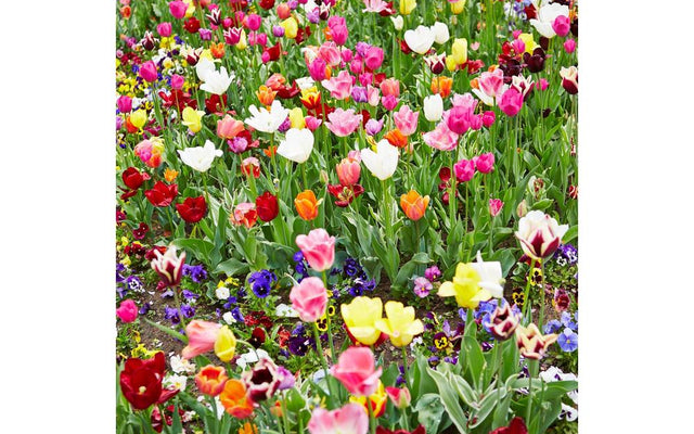 How to Get Flowers for Months: Long Flowering Plants and Care