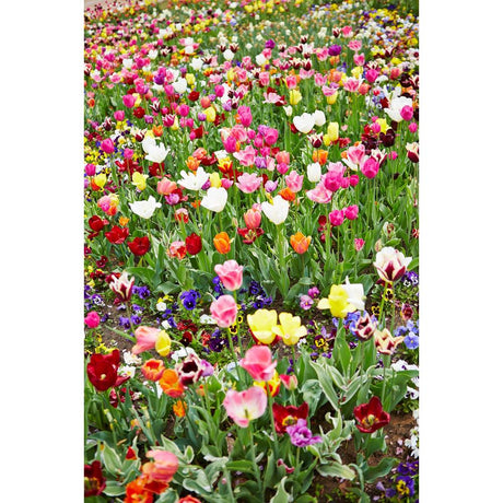 Discover the Secret to Long Lasting Blooms in Your Garden