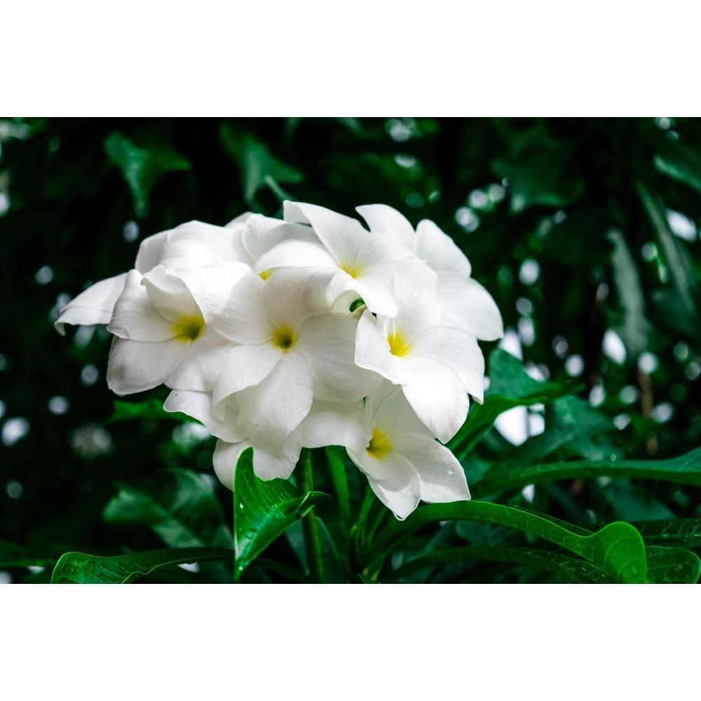 Plumeria Pudica: A Guide to the Enchanting White Flower
