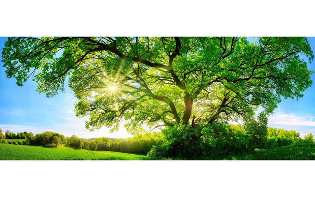 The Best Time to Plant a Tree in Australia: A Guide