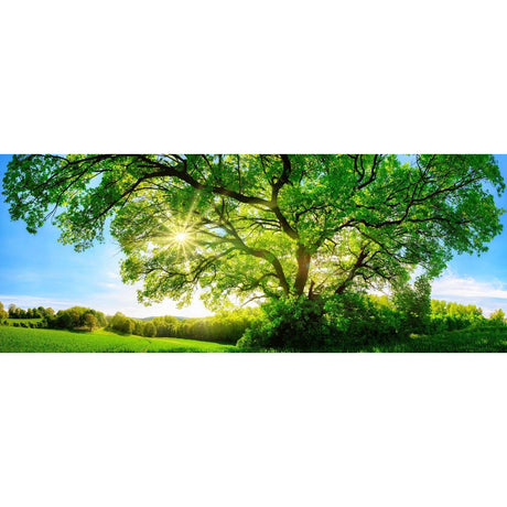 The Best Time to Plant a Tree in Australia: A Guide