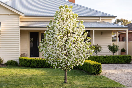Chanticleer ornamental pear in full white spring blossom in an Australian front garden