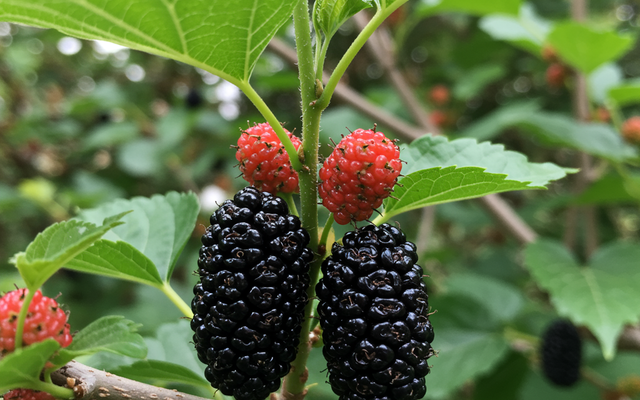 Chicken-Safe Garden Plants for a Backyard Chook Run in Australia