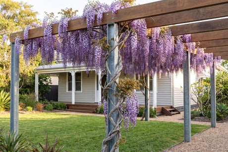 Chinese wisteria in full lilac flower hanging from a sturdy pergola in an Australian garden