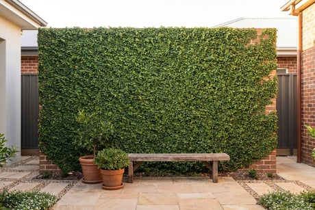Clipped climbing fig forming a flat green wall on brick in an Australian courtyard