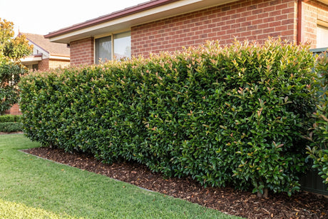 Clipped lilly pilly hedge with bronze new growth beside a brick Australian home