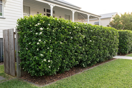 Clipped murraya hedge in white flower along the front boundary of a weatherboard home