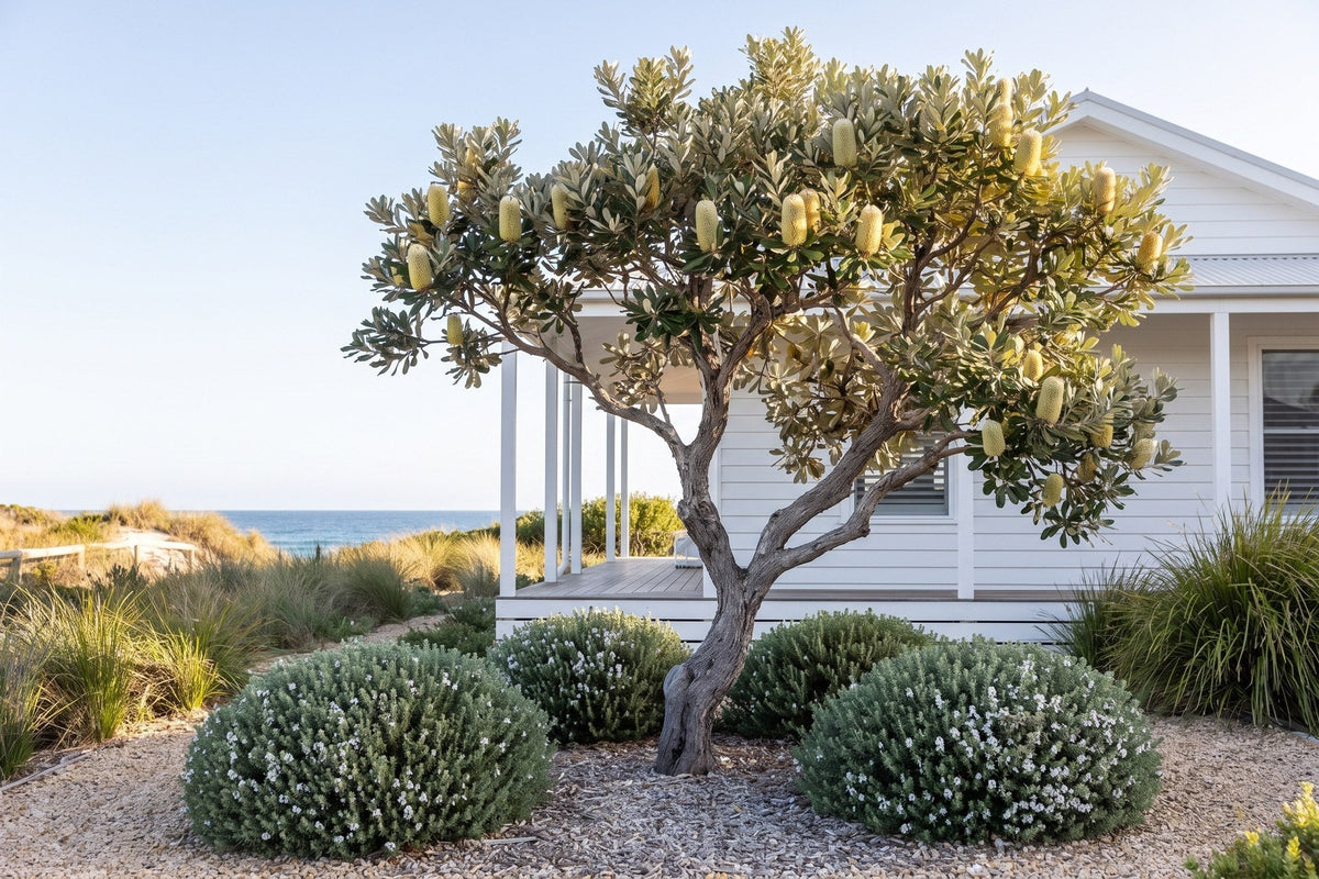 Coast banksia feature tree with westringia mounds in a seaside garden by a weatherboard house