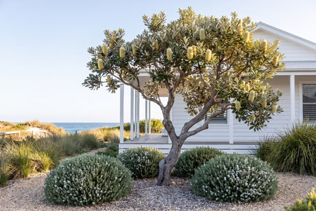 Coast banksia feature tree with westringia mounds in a seaside garden by a weatherboard house