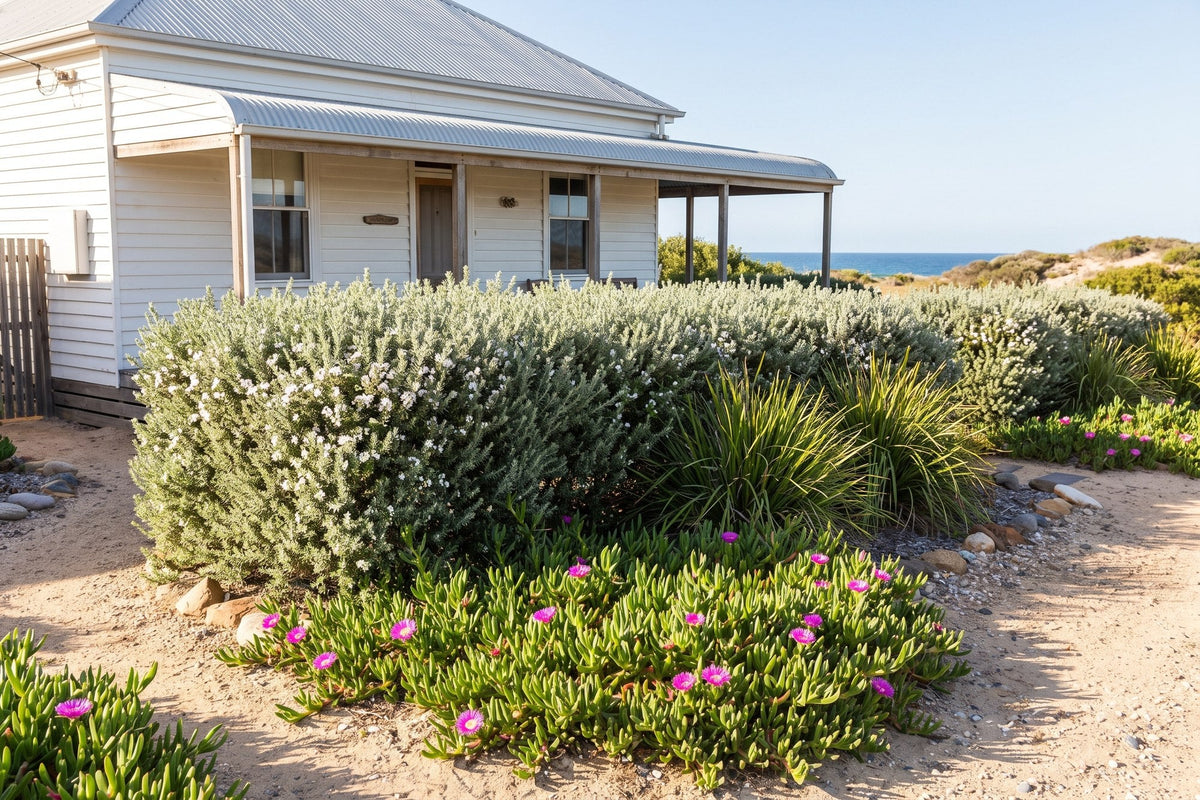 Coastal rosemary hedge, lomandra and pink pigface in front of a beach house near the sea