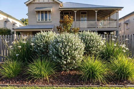 Coastal rosemary, wild iris and lomandra in a mulched front garden bed of a Queenslander