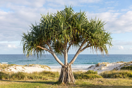 Coastal screw pine pandanus with stilt roots at the edge of a beachfront garden