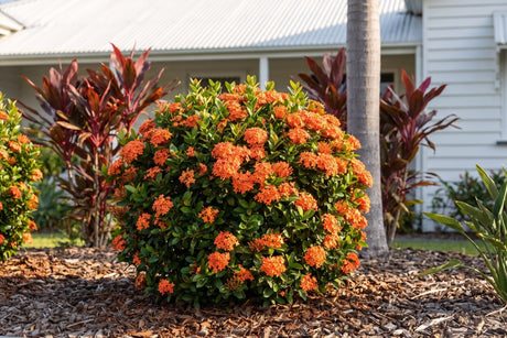 Compact Orange ixora in full flower in a tropical garden bed beside a Queensland home