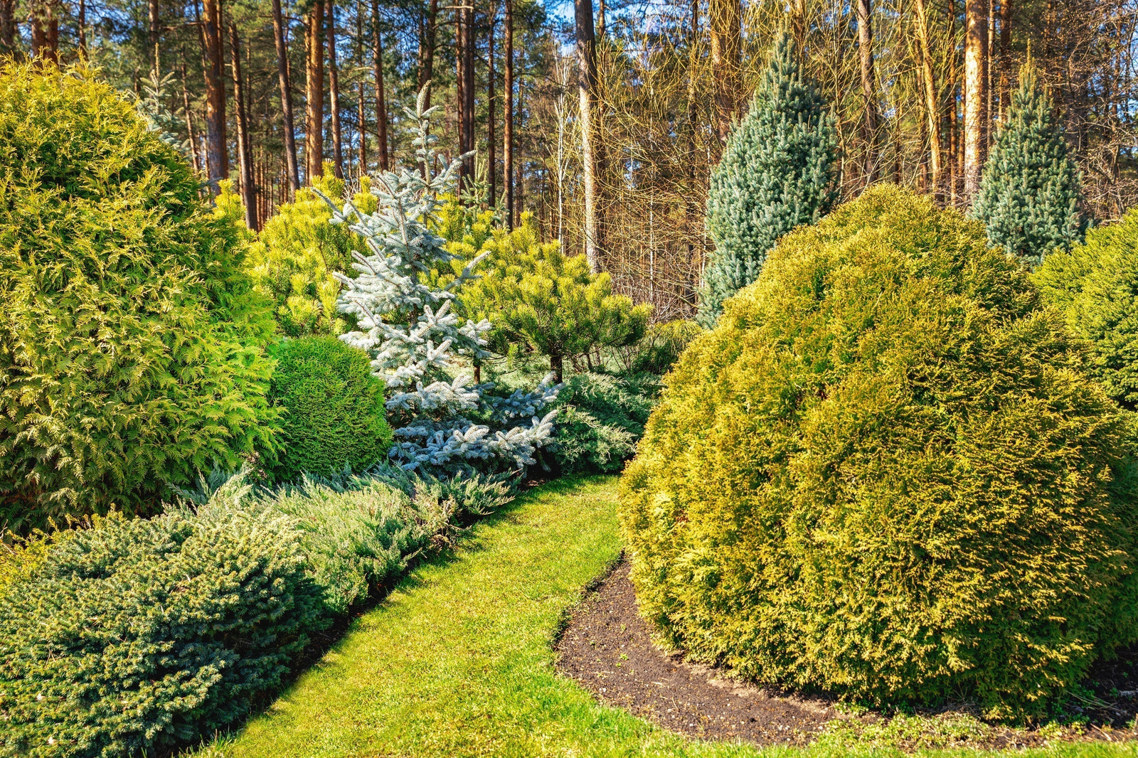 Conifers: A Closer Look at Nature's Jewels - Brisbane Plant Nursery