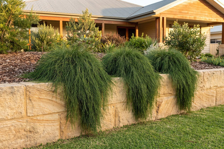 Cousin It groundcover with fine weeping green foliage spilling over a sandstone retaining wall