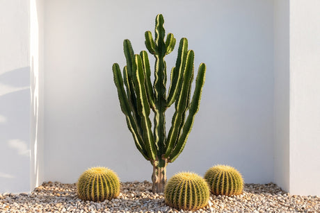 Cowboy cactus with golden barrel cacti in a gravel bed against a white rendered wall