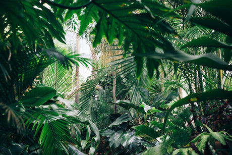 Creating an Indoor Jungle: How to Select and Care for Tropical Houseplants