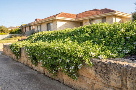 Creeping boobialla groundcover in white flower spilling over a sandstone retaining wall in a front garden
