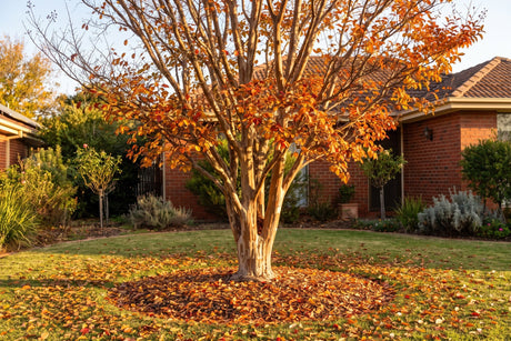 Crepe myrtle in autumn colour dropping its leaves onto the lawn in front of a brick home
