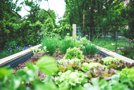 Cultivate a Sustainable Garden: Environmentally Friendly Practices for Your Brisbane Backyard