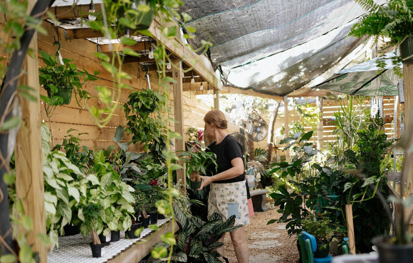 Cultivating the Unusual: A Peek into Unique Plant Varieties - Brisbane Plant Nursery